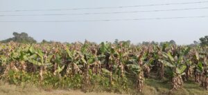 रोग लागेर केराको बोट सुक्न थालेपछि निजगढका किसान चिन्तित